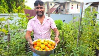 PICKING  FRESH TOMOTA FROM MY GARDEN ,HOT BALANGA CHOKA AND ROTI.