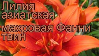 Лилия азиатская махровая (lilium asiatic funny twin)  лилия обзор: как сажать луковицы лилии