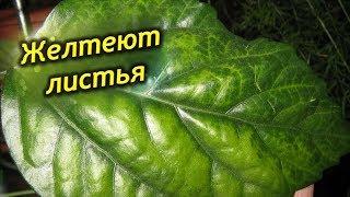 У Китайской розы желтеют и опадают листья! Почему гибискус сбрасывает бутоны?