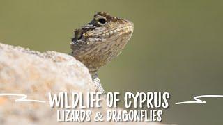 WILDLIFE OF CYPRUS | AMPHIBIANS | LIZARDS | WHERE TO WATCH WILDLIFE IN CYPRUS | APRIL 2022