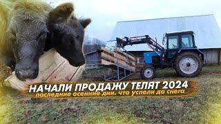 Начали продажу телят 2024. Что успели в последние осенние дни до снега