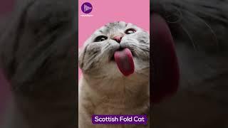 The Scottish Fold - A Beloved Cat Breed with Unique Ears and a Loving Nature  