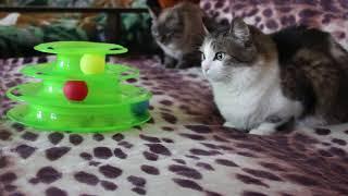 The best toys for cats. Лучшие игрушки для кошек