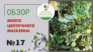 #17 Обзор комнатных растений в цветочном магазине. Цветущие и декоративнолиственные