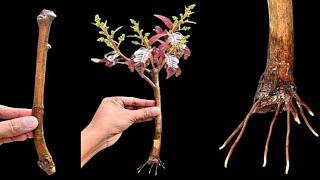 How to propagate mango tree from cuttings in Cocopeat // mango tree from cutting in Cocopeat.