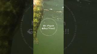 Mr. Perch Goes Free!!! No deep frying 