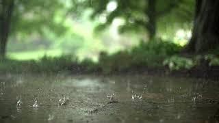 Rain & Thunder Sounds for Better Sleep