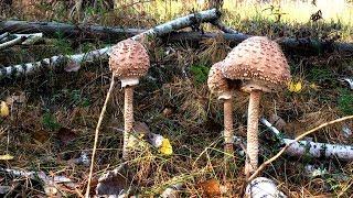 ГРИБЫ ЗОНТИКИ Macrolepiota procera, ОСЕННИЕ ОПЯТА  Armillaria mellea В ОКТЯБРЕ