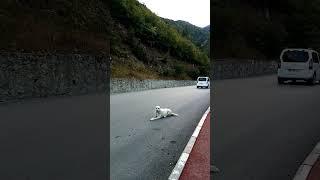yolun ortasında manyak mı ne???  #shorts #dog