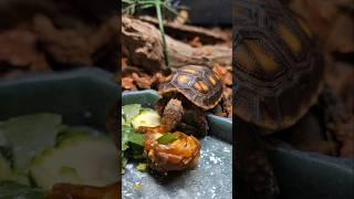 Redfoot Tries Dates #tortoise #reptiles #turtle #babytortoise #cute