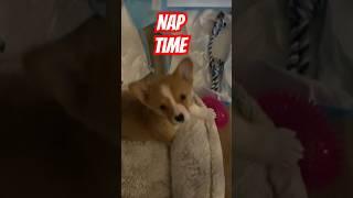 Nap Time! #corgi #pets #prepper #theroamingprepper #corgipuppy #dog #dogsarefamily #shtf #animals