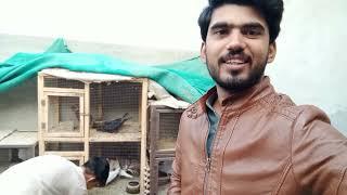 Hammad k kabotr Birds love ️#itshammad #birds #kabotr