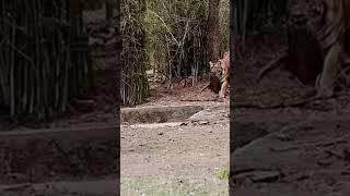 Tiger vs wild dog video by Barsha Chowdary