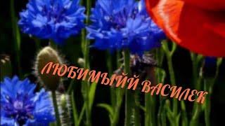 КАК СДЕЛАТЬ ЗАКАЗ НА САЙТЕ ЛЮБИМЫЙ ВАСИЛЕК, По многочисленным просьбам подписчиков 