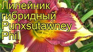 Лилейник гибридный Панксатони Фил. Краткий обзор, описание hemerocallis Punxsutawney Phil