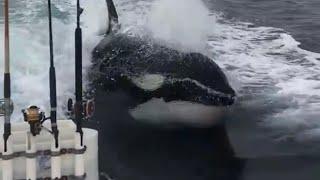 Killer whales surprise fishermen off the California coast!