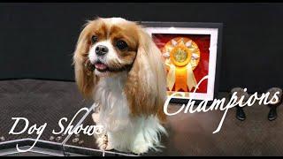 ＜Dog Shows＞ 終於有比賽啦！ 香港狗會全犬種冠軍狗展 Hong Kong Kennel Club Championship Dog Shows (June 2022)