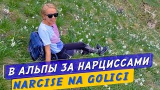 В Альпы за нарциссами. Koča pod Golico.