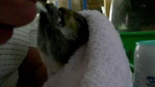 Baby Squirrel feeding at Wildlife Care Centre