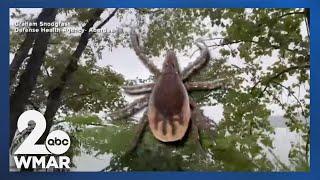 Tick-borne disease appearing in deer ticks across the Mid-Atlantic
