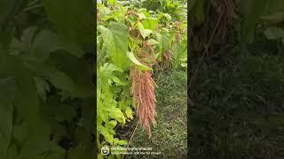 If you want lots of flowers and foliage in the fall, be sure you are growing these…