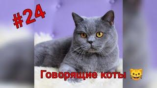 Говорящие коты! Лучшая подборка №24