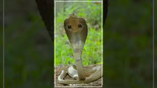 साँप है| #PellisandaD #Roshan #Sreeleela #Shorts #Trending #Reels #YoutubeShorts