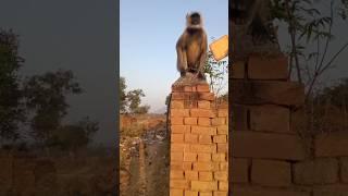 hanuman ji