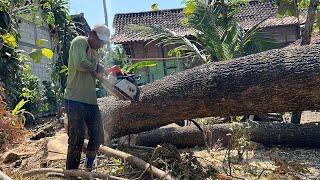 Sharp as a samurai... Stihl ms 881, Cut down 2 tamarind trees.