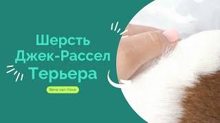 • Шерсть Джек-Рассел Терьера и уход за ней •