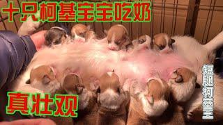 十隻柯基小奶狗排成排同時吃奶，井然有序，場面十分壯觀