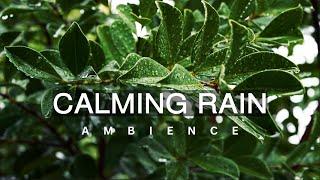 10 Hour | Calm Rain Meditation | Deep-Sleep Rain Sounds | Focus | Work | Relaxing Nature Ambience
