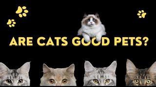 Are cats good pets?: Why Cats Make Great Companions | Benefits, Considerations & More!