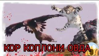 Мана кор коплони нималарга кодир! КОР КОПЛОНИ ОВДА