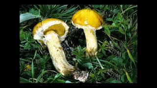 Suillus sibiricus