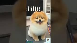 OMG It's DOG video is SO CUTE #Shorts #funnydogs #petlover #crazydogs #animalmate #itdog #smilingdog