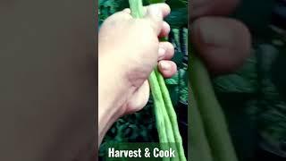 HARVEST & COOK AGAIN || JD VLOG SIMPLE LIFE#backyardgardening