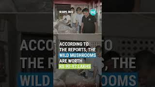 J&K: Wild Mushrooms Worth Rs 90 Lakhs Seized In Udhampur