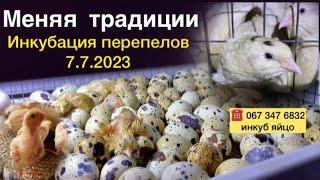 7.7.2023 Инкубация техасский мясной перепел Хитрук Елена Украина