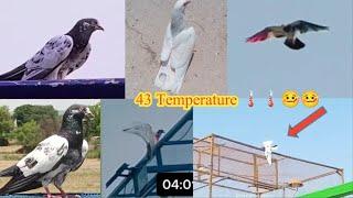 High Flyer Pigeon Landing In Kabootar Ny Dil Khush Kar Dia 43 Temperature