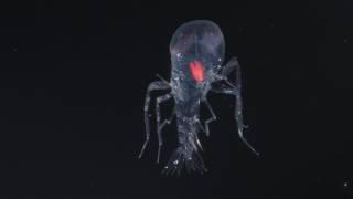 Deep sea amphipod (Cystisoma) swimming, deep sea species from Mesopelagic zone. Mid-Atlantic Ridge.