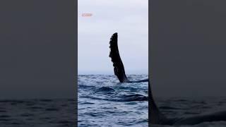 swinging humpbacked pectoral fins in greeting #wildlife #wildanimal #animals #whale #antarctica