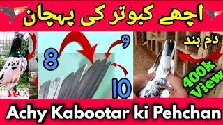 Achay kabootar ki Pehchan || ache kabootar ki pehchan || #Bilal liaqat 00447510496829