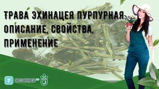 Трава эхинацея пурпурная: описание, свойства, применение