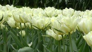 Tulip 'Exotic Emperor' - FarmerGracy.co.uk