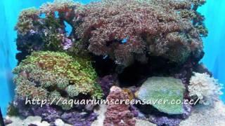 Aquarium screensavers - Download a lot of free screensavers