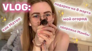 VLOG: КРЫСКИ | ПОДАРКИ НА 8 МАРТА | ПРО МОНЕТИЗАЦИЮ И КАНАЛ | МОИ РАСТЕНИЯ ИЗ КОСТОЧЕК ФРУКТОВ