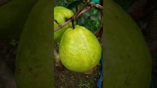 Sweet guava  #gardening #farming #fruit
