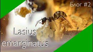 Lasius emarginatus блог #2 // рост колонии