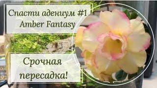 Срочная пересадка адениума. Часть 1. Amber Fantasy. Из старого грунта в а-ля лечузу!